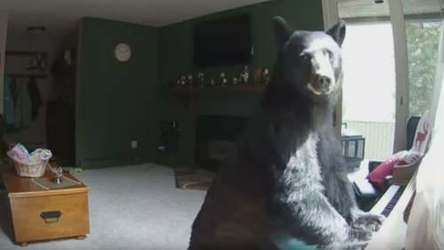 Un ours s’introduit dans une maison pour jouer du piano