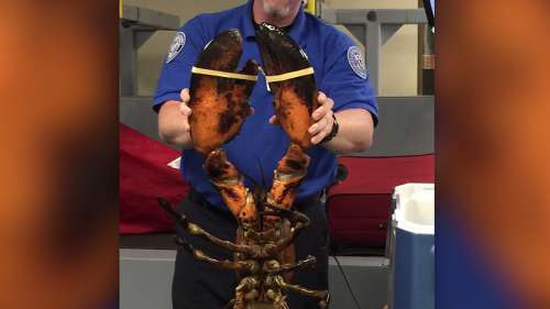 Un homard de plus de 20 livres trouvé dans un bagage enregistré