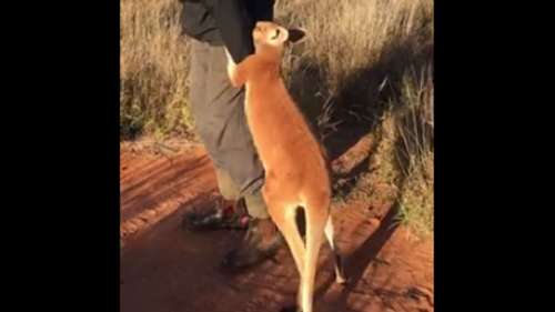 Un kangourou aime trop son «maître» pour le laisser partir