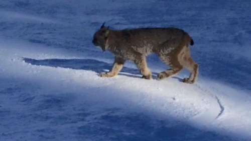 Un lynx sauvage rend visite à des skieurs