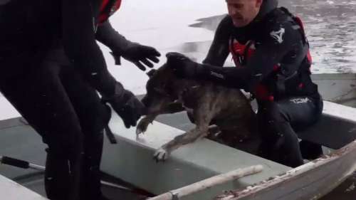 Un chien tombé dans les eaux gelées sauvé par les pompiers