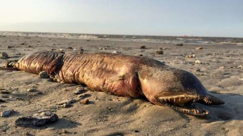 Une créature marine monstrueuse découverte après l’ouragan Harvey