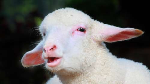 Des moutons «complètement gelés» sèment le chaos