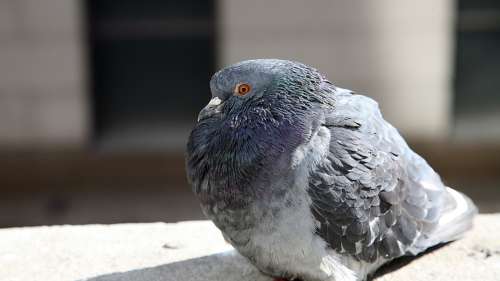 Un pigeon emprisonné pour une lettre de menaces