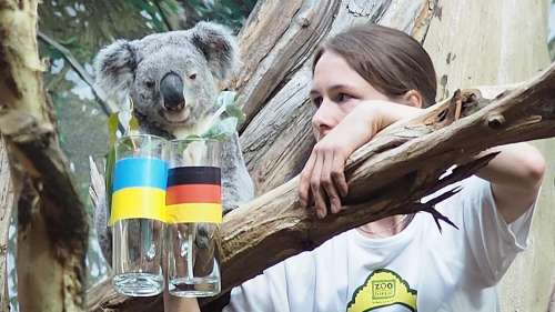 Un koala prédicateur démis de ses fonctions