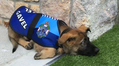 Un chien renvoyé de l’école de police parce qu’il est trop sociable!