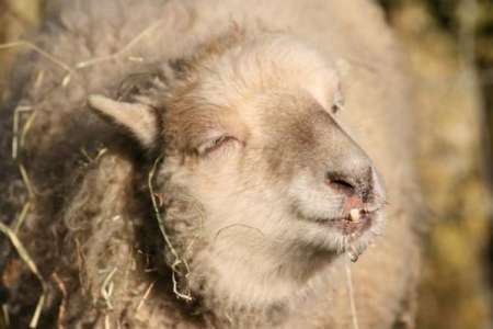 Pays de Galles : des moutons défoncés au cannabis sèment le trouble dans un village