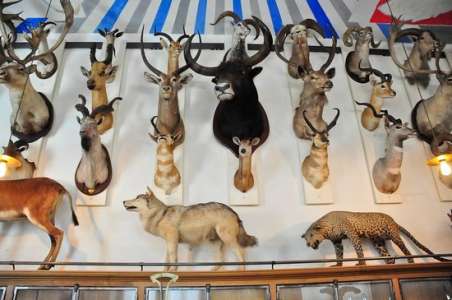 Le Musée de la Chasse et de la Nature où comment dépoussiérer la chasse