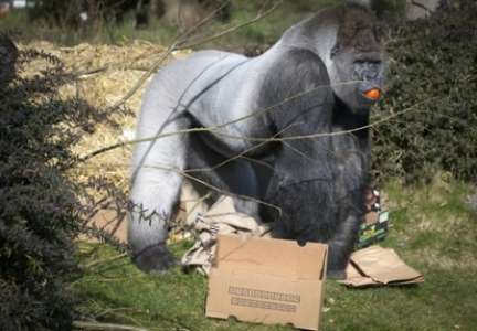 Etats-Unis: un zoo tue son gorille après la chute d'un enfant dans l'enclos