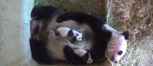 Deux bébés pandas ouvrent les yeux pour la première fois