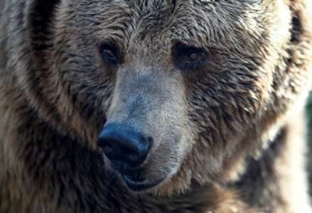 USA: un campeur se réveille la tête dans la gueule d'un ours