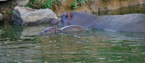 Un bébé hippopotame né dans un parc animalier en Loire-Atlantique