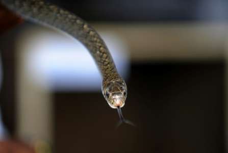 Indonésie: héros des réseaux sociaux pour avoir tué un serpent de ses mains