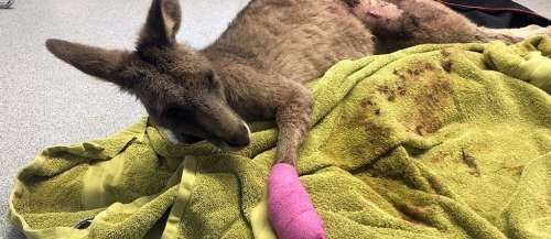Réveillés en sursaut par l'irruption nocturne d'un kangourou