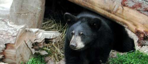 Canada: un ours sème la pagaille dans le centre d'Ottawa