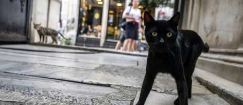 L'identité du tueur en série de chats de Londres enfin révélée