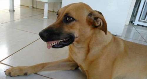 Ce chien enfile un dentier et c’est tout simplement hilarant !