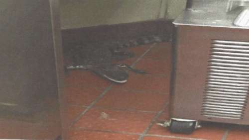 Arrêté pour avoir lancé un alligator vivant dans un fast-food