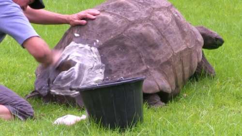 Une tortue lavée pour la première fois de sa vie à environ 184 ans