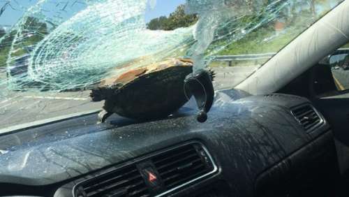 Une tortue traverse le pare-brise d’une voiture sur l’autoroute