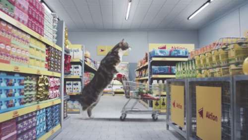 Quand des chats font leurs courses dans un supermarché