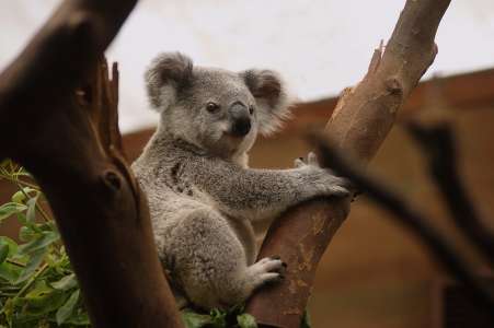 Australie : l'industrie du livre face aux enjeux écologiques 