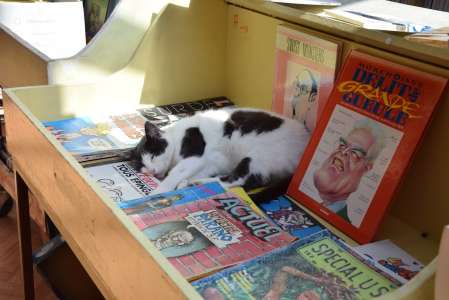 Le succès démentiel des livres sur les chats en Corée du Sud