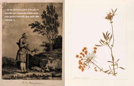 L’herbier de Jean-Jacques Rousseau mis aux enchères