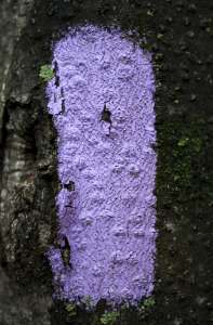 Si vous voyez un poteau de clôture violet, vous devez savoir ce que cela signifie
