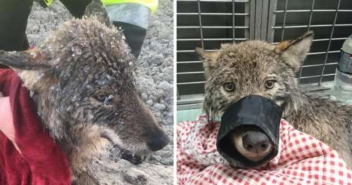 Des ouvriers du bâtiment pensent avoir sauvé un chien de la noyade – ils se rendent vite compte du prédateur qu’ils ont en fait aidé