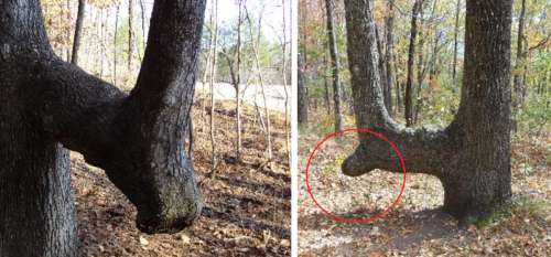 Si vous voyez un arbre tordu dans la forêt, voici pourquoi vous devez commencer à regarder autour de vous immédiatement