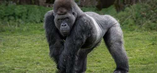 Les gorilles du zoo enseignent aux visiteurs le jeu de « papa et Maman »
