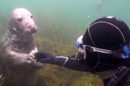 Le plongeur ne comprend pas ce que veulent les phoques – quand il tend la main, je ne peux pas m’empêcher de rire