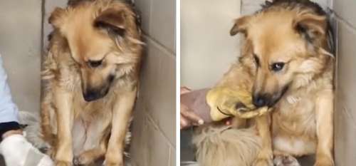 Une chienne qui n’avait jamais reçu de câlin est sauvée d’une meute sauvage – son amie animale montre alors que l’amour peut faire des miracles