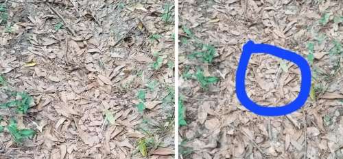 Si vous voyez des feuilles qui ressemblent à ceci lors d’une promenade – il vaut mieux savoir ce que cela peut signifier