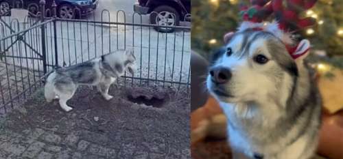  Husky Héros Déjoue une Explosion Catastrophique : Quartier Sauvé !