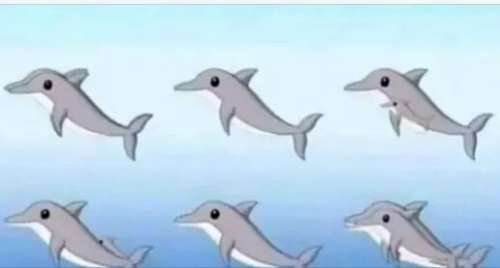 Combien de dauphins pouvez-vous repérer sur l’image ?