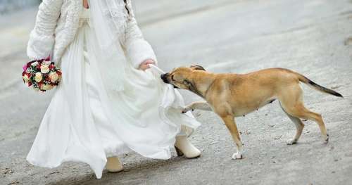 Personne au mariage ne sait ce qu’elle cache sous sa robe : puis le chien le sent et réalise que quelque chose cloche