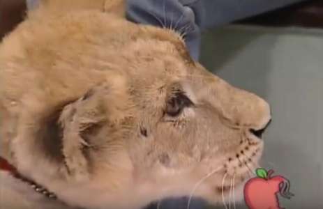 Un lion et un bébé passent en direct à la télé : puis, il se passe ce qui n’aurait jamais dû arriver