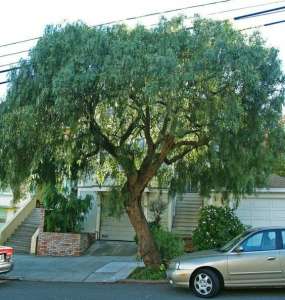 Histoire drôle : ce vieil homme se venge de la ville qui a coupé son arbre adoré