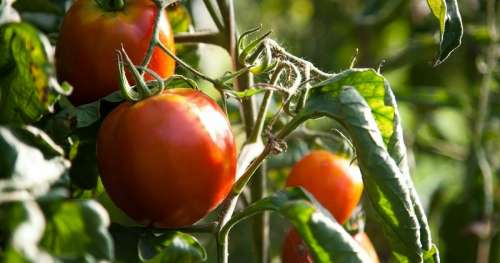 Ce papa refuse de jeter ses vieilles tomates – en quelques semaines seulement, il fait pousser un stock illimité