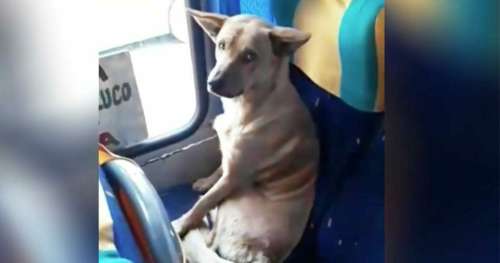 Chien sans abri monte dans le bus et s’assoit sur le siège: alors le chauffeur du bus dit quelque chose magnifique