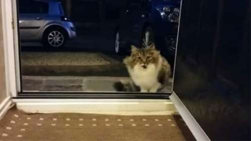 Une chatte sans abri supplie d’entrer dans la maison, puis le propriétaire se rend compte qu’elle n’est pas seule