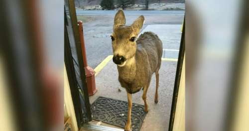 Cerf visite une boutique de cadeaux – 30 minutes plus tard, revient avec une surprise incroyable