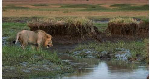 Le lion lutte pour repousser 20 hyènes, alors son cousin arrive et le sauve