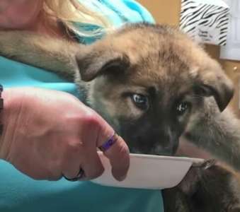 Le vétérinaire pense que le chiot n’a aucune chance de survivre, tend la main vers l’aiguille, puis la patronne regarde ses pattes et crie