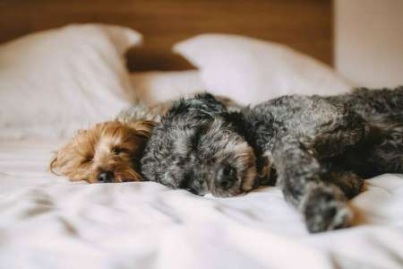 8 choses qui arrivent à votre corps si vous laissez votre chien dormir dans votre lit