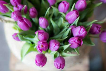 Comment aider vos tulipes à vivre plus longtemps: Un truc simple que tous devrait savoir