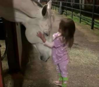 Une petite fille veut désespérément calmer un cheval géant – regardez maintenant la réaction de l’animal