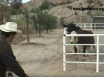 Vache pleure jour et nuit pour son veau qu’elle a perdu – puis elle regarde à travers la porte et voit l’inimaginable